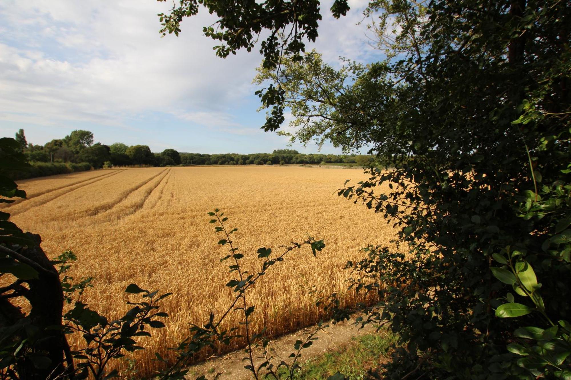 Cowslip Barn Annexe, Countryside Stay Near Chichester Buitenkant foto