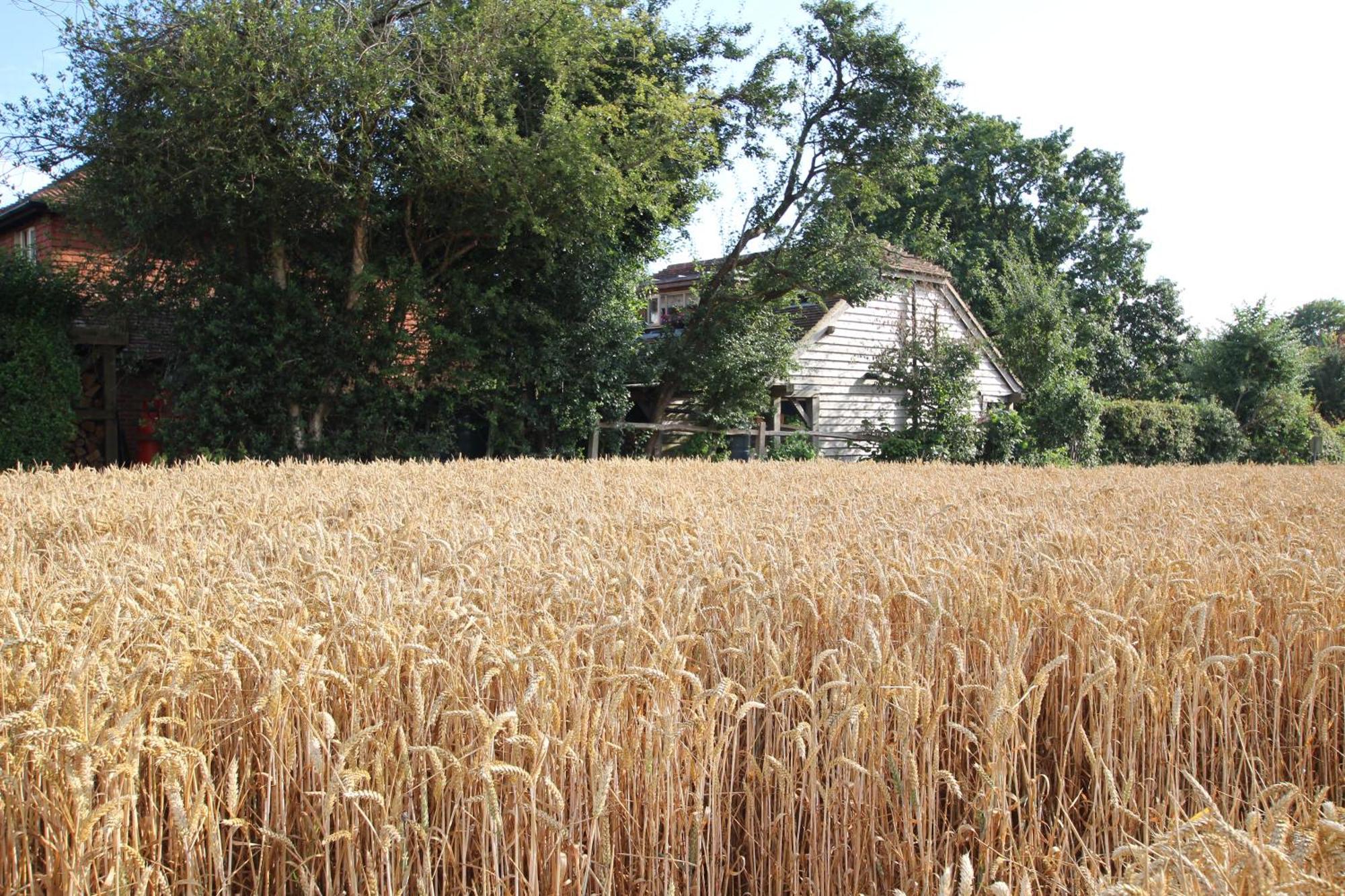 Cowslip Barn Annexe, Countryside Stay Near Chichester Buitenkant foto